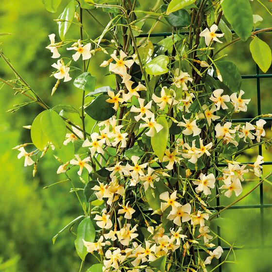 Sternjasmin Star of Toscana