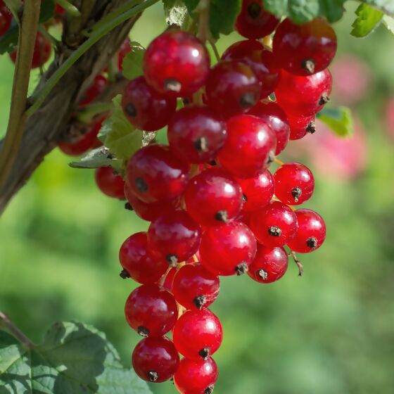 Rote Johannisbeere Jonkheer van Tets