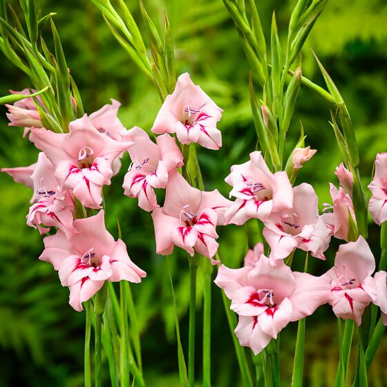 Zwerg-Gladiole Summer Love