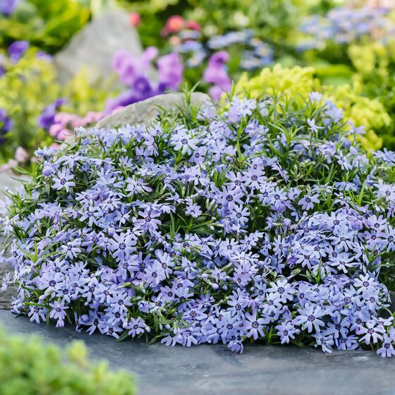 Polsterphlox Blue Dark Center