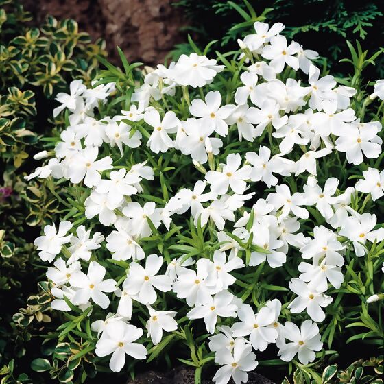 Polsterphlox White Delight