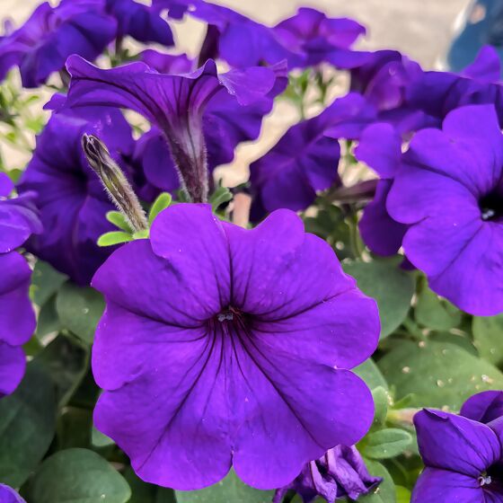 Riesenhängepetunie AlpeTunia® Blue