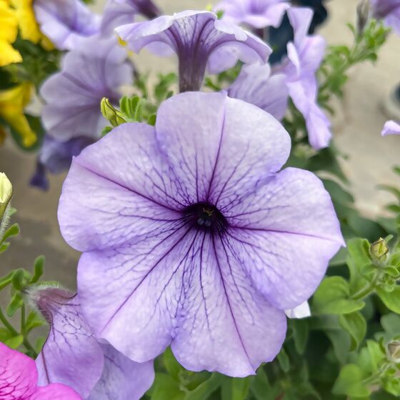 Riesenhängepetunie AlpeTunia® Blue Vein