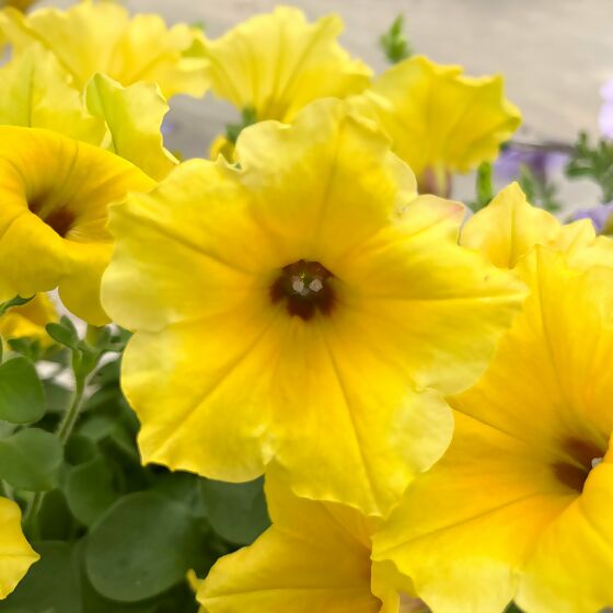 Riesenhängepetunie AlpeTunia® Yellow Dark Center