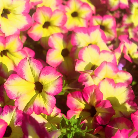 Riesenhängepetunie AlpeTunia® Magenta Yellow Star