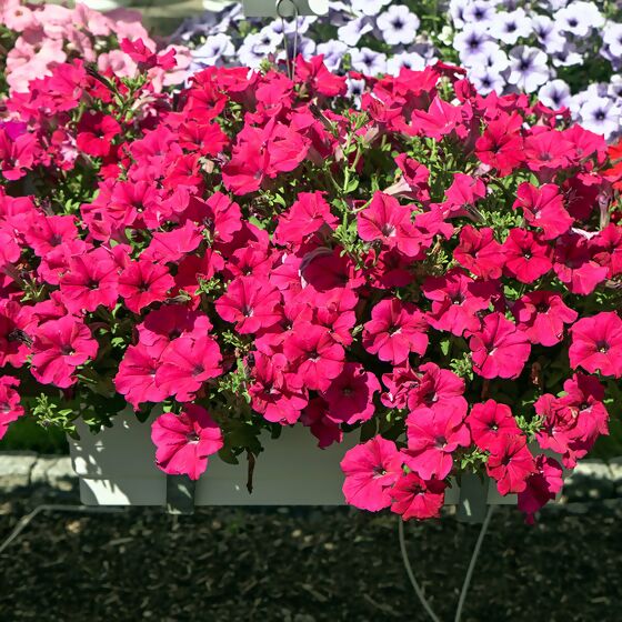 Riesenhängepetunie AlpeTunia® Hot Pink