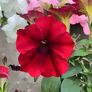 Riesenhängepetunie AlpeTunia® Red Velvet 