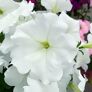 Riesenhängepetunie AlpeTunia® White 