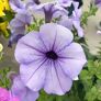 Riesenhängepetunie AlpeTunia® Blue Vein 