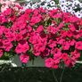 Riesenhängepetunie AlpeTunia® Hot Pink 