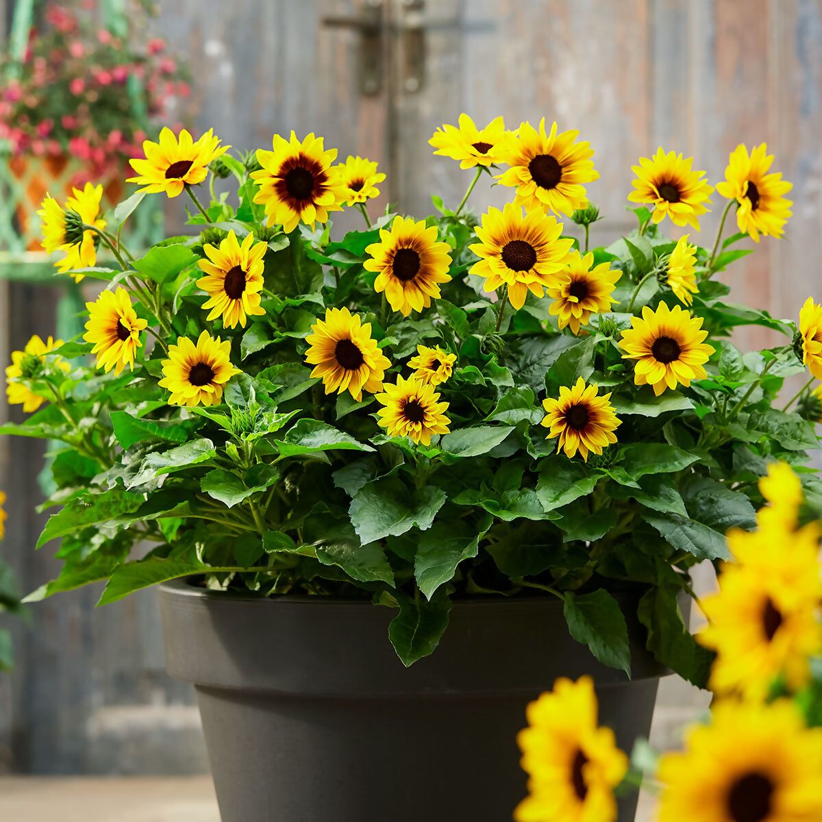 Premium Sonnenblume SunBelievable™ online kaufen bei Pötschke Gärtner