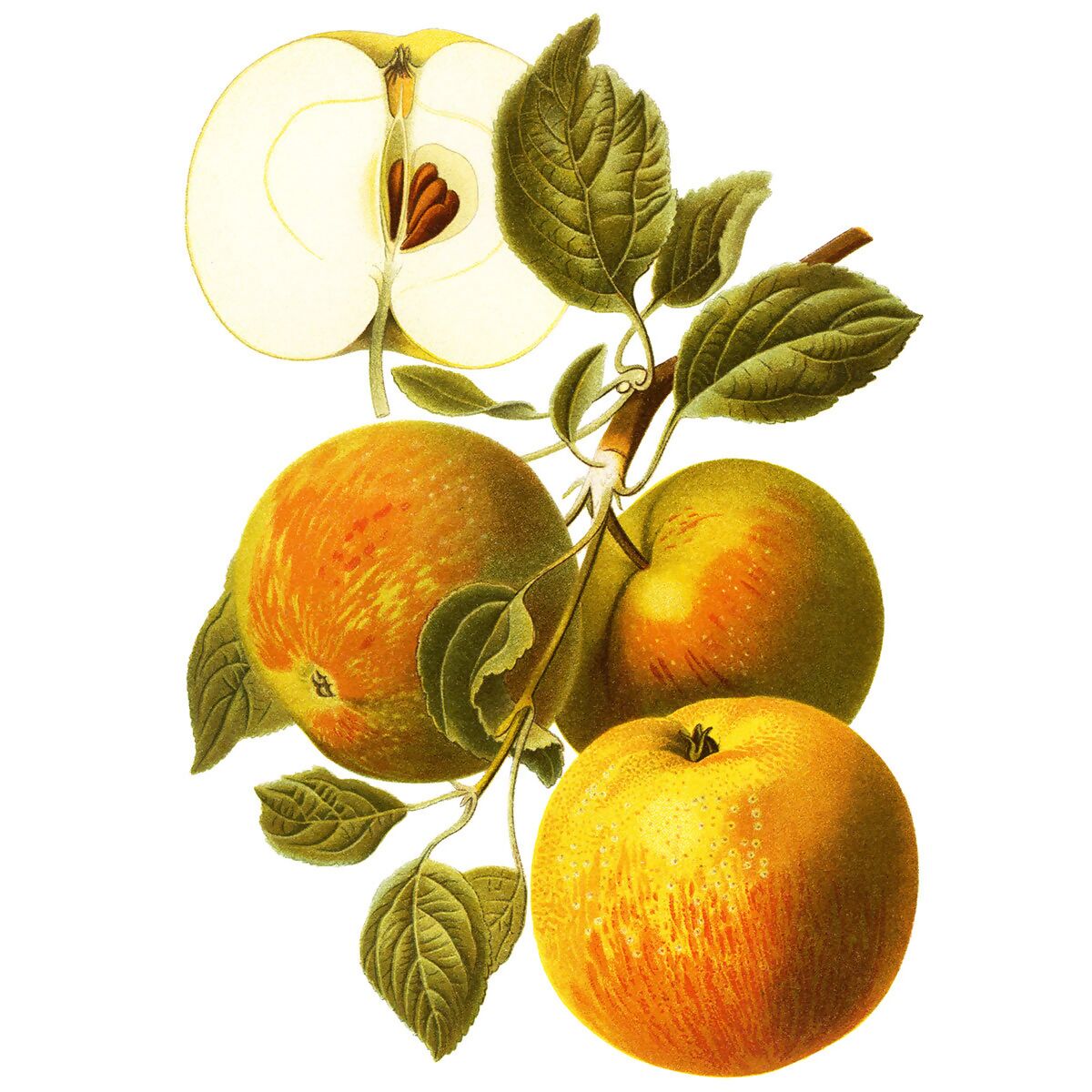 bei Cox kaufen Apfel online Gärtner Pötschke Orange