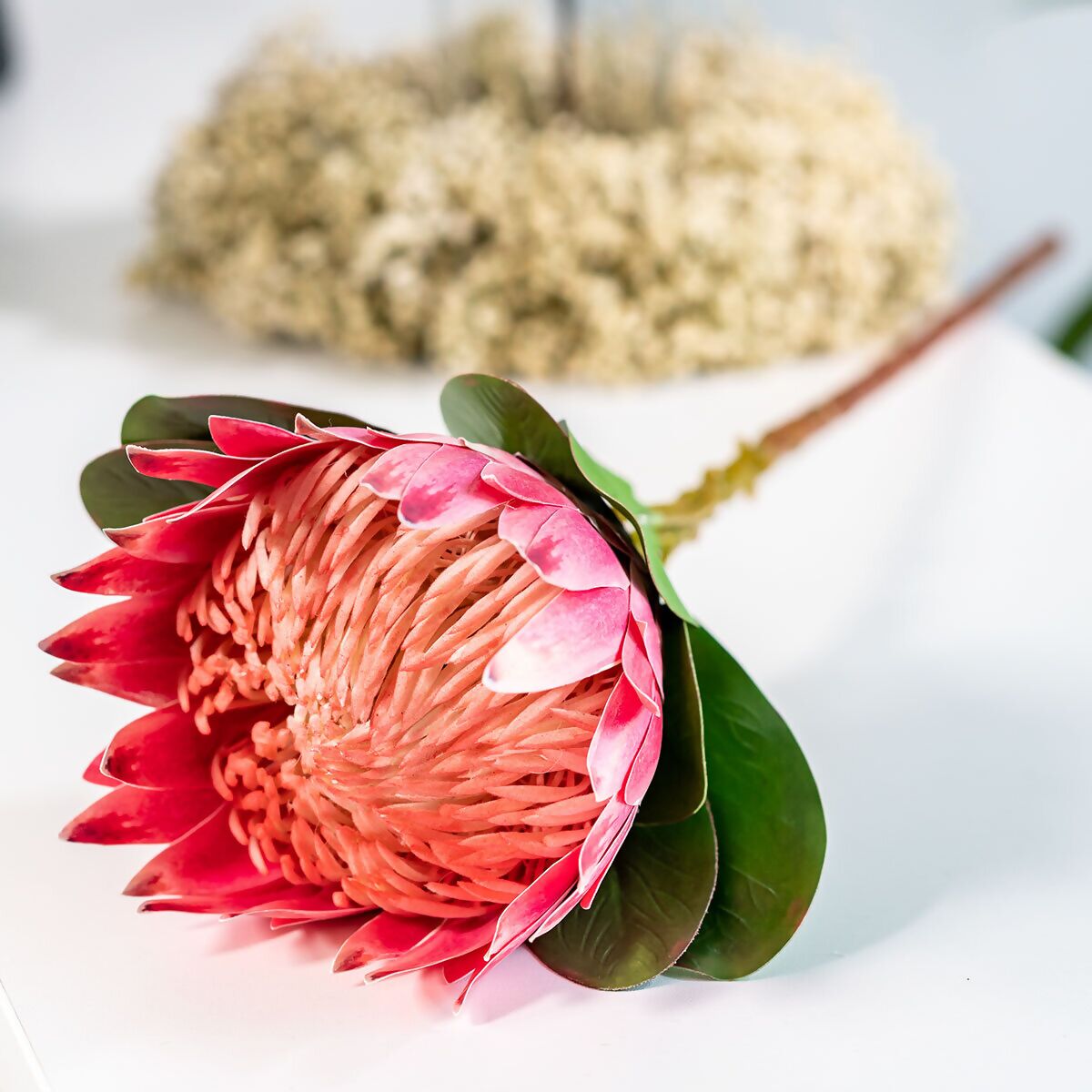 Kunstpflanze Protea, pink online kaufen Gärtner bei Pötschke