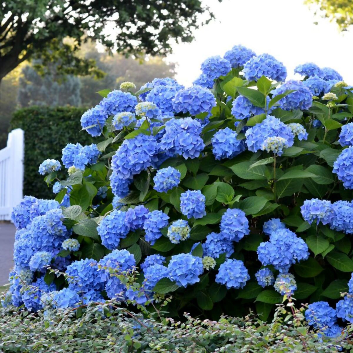 Hortensie Endless Summer® The kaufen online bei Pötschke Original, blau Gärtner