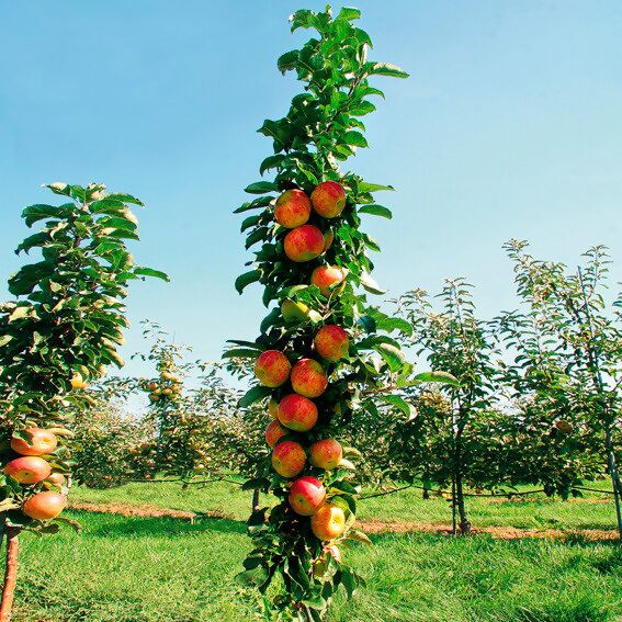 Sonate® Gärtner online bei kaufen Pötschke Säulen-Apfel