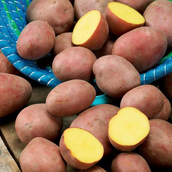 BIO Kartoffel Laura, Gärtner kaufen online 10 Pötschke bei Stück