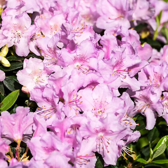 Zwerg Rhododendron Lilly Pearl Online Kaufen Bei Gärtner Pötschke