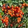 Tomatenpflanze Cherrytomate Rot, veredelt | #2