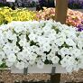 Riesenhängepetunie AlpeTunia® White | #2