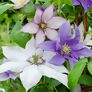 Clematis Three Sisters | #2