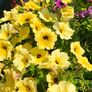 Riesenhängepetunie AlpeTunia® Yellow Dark Center | #2