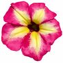 Riesenhängepetunie AlpeTunia® Magenta Yellow Star | #2