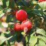 Duftrose Berry Bush™ Aurora®, wurzelverpackt | #2