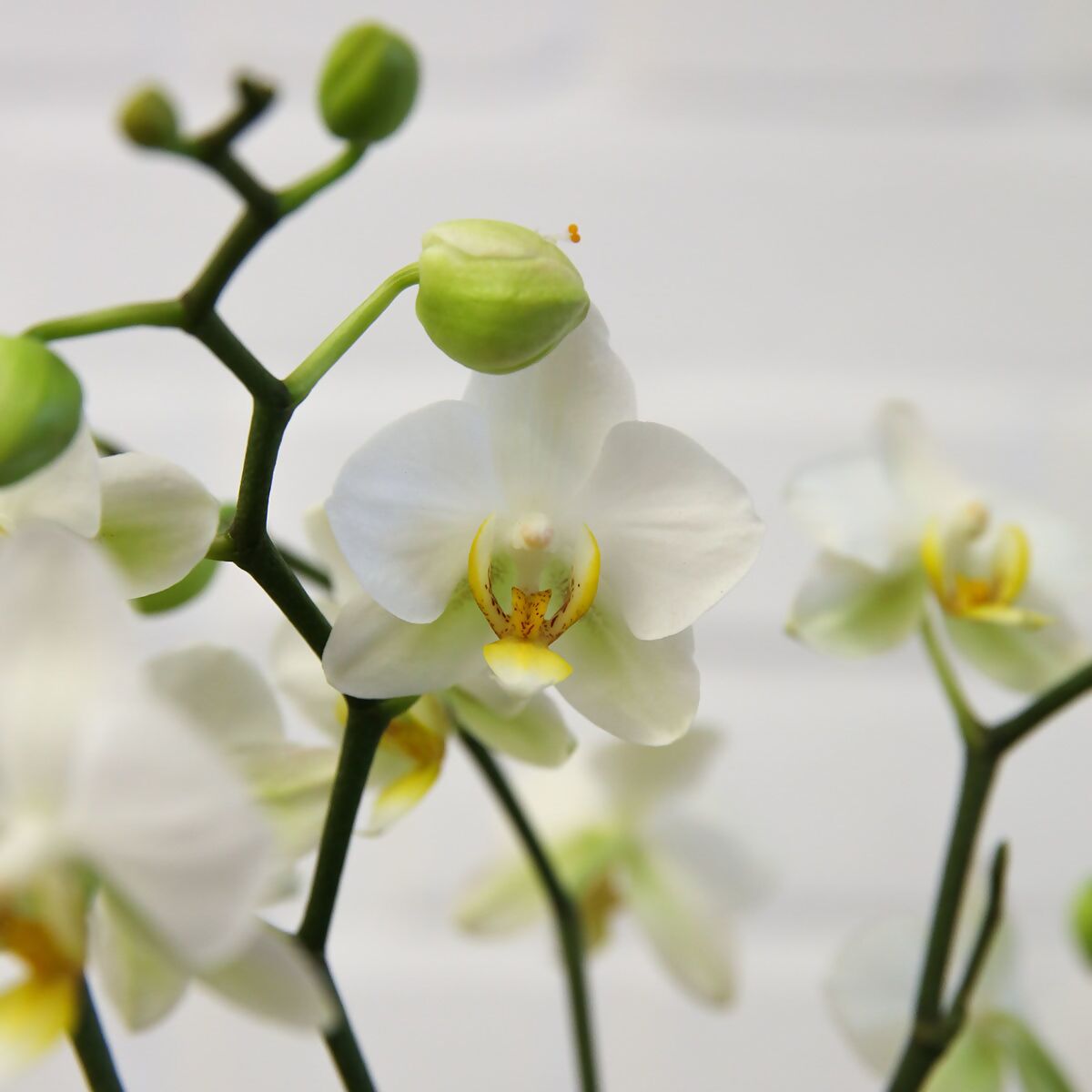 Schmetterlings-Orchidee Lausanne, ungestäbt, Höhe ca. bei cm kaufen online Pötschke Gärtner 40-50