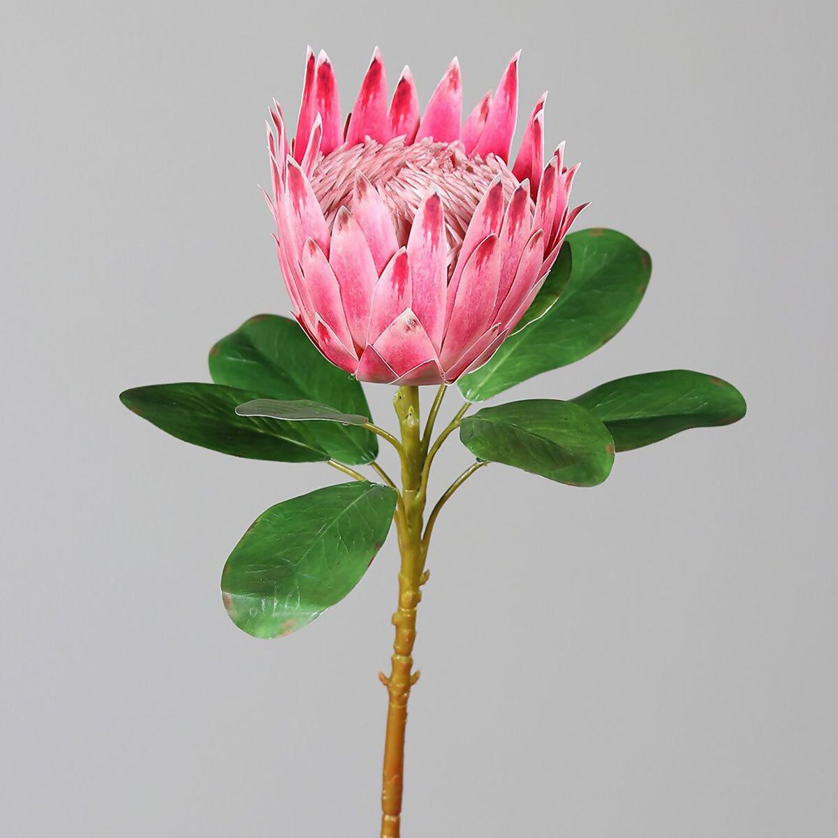 online Gärtner pink Protea, bei Pötschke kaufen Kunstpflanze