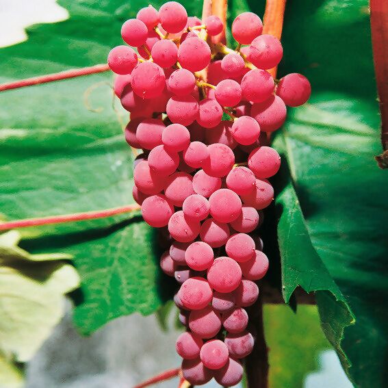 Weinrebe Suffolk Red bei kaufen online Pötschke Gärtner