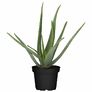 Aloe Vera, Höhe ca. 20-30 cm | #4