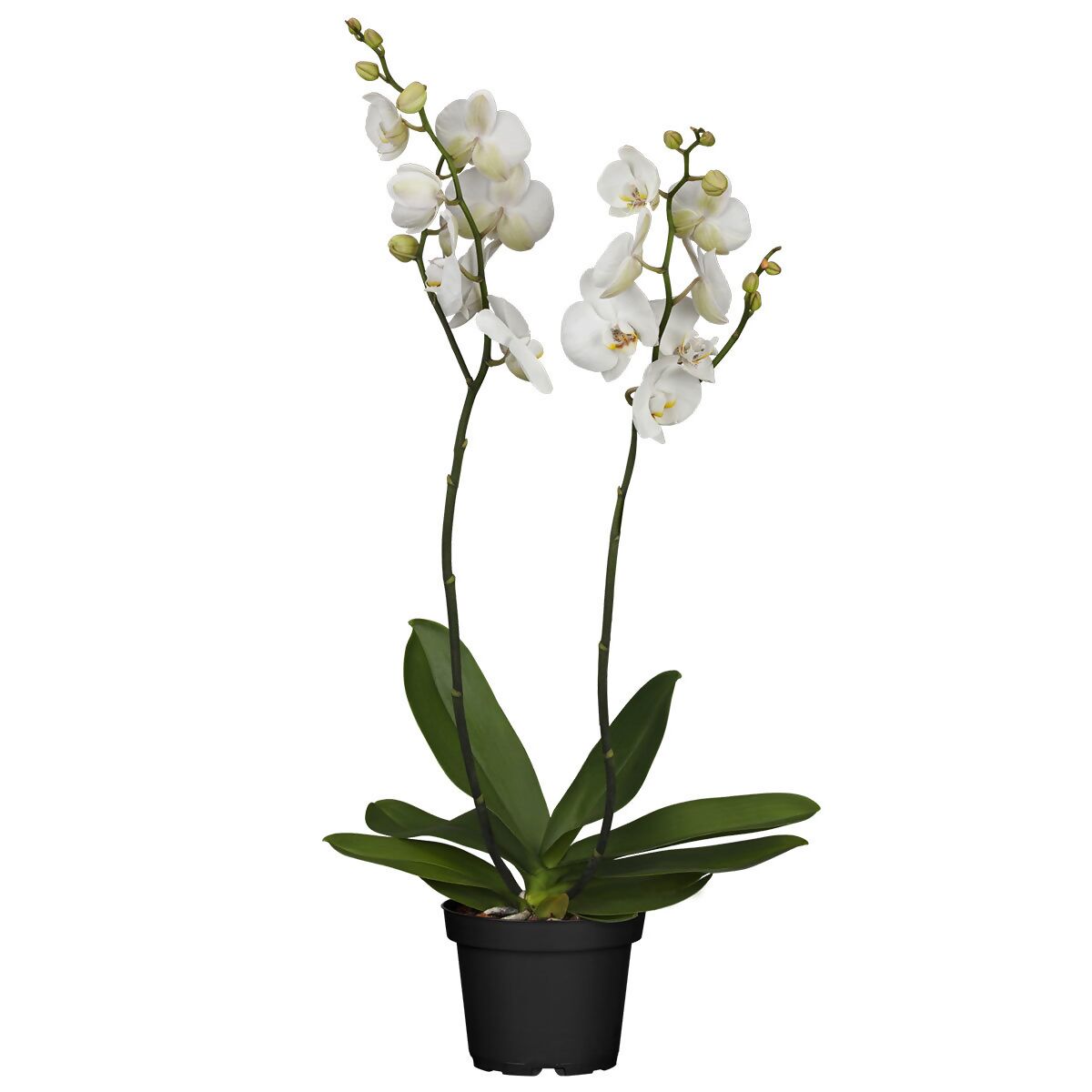 Schmetterlings-Orchidee Grandiflora, Höhe ca. 50-60 cm online Gärtner kaufen bei Pötschke
