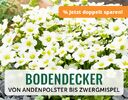 + (1) Bodendecker + - 4