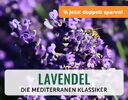 + (2) Lavendel + - 4