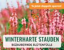 + (1) Winterharte Stauden + - 4
