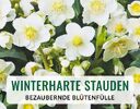 + (1) Winterharte Stauden + - 4