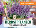 + (2) Herbstpflanzen + - 4