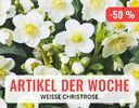 + (4) Artikel der Woche + - 4