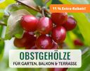 + (1) Obstgehölze + - 4