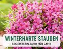 + (1) Winterharte Stauden + - 4