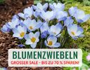 + (4) Blumenzwiebeln + - 4