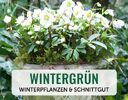 + (1) Wintergrün + - 4