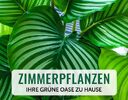 + (2) Zimmerpflanzen + - 4