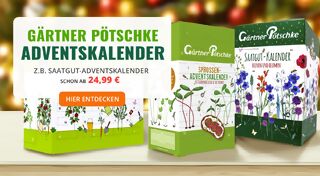 +++ (2) Adventskalender +++ - 3