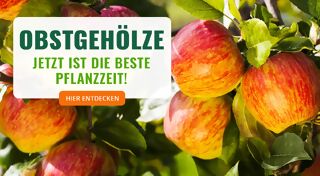 +++ (1) Obstgehölze +++ - 3