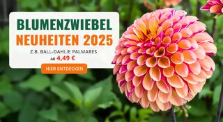 +++ (3) Blumenzwiebeln +++ - 3