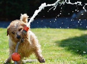 Gartenbewässerung Hund